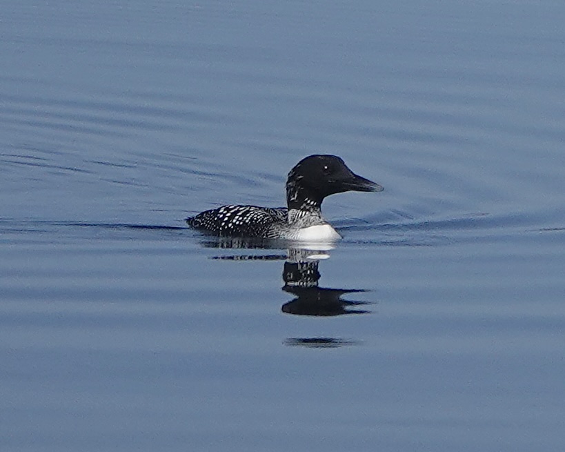 great northern diver